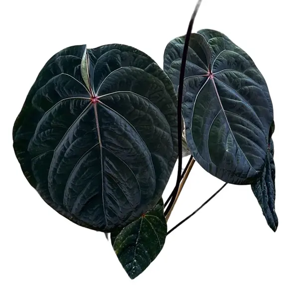 ANTHURIUM HOFFMANI RED SINUS - Super Rare