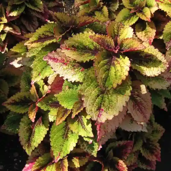 Coleus plant-C 01