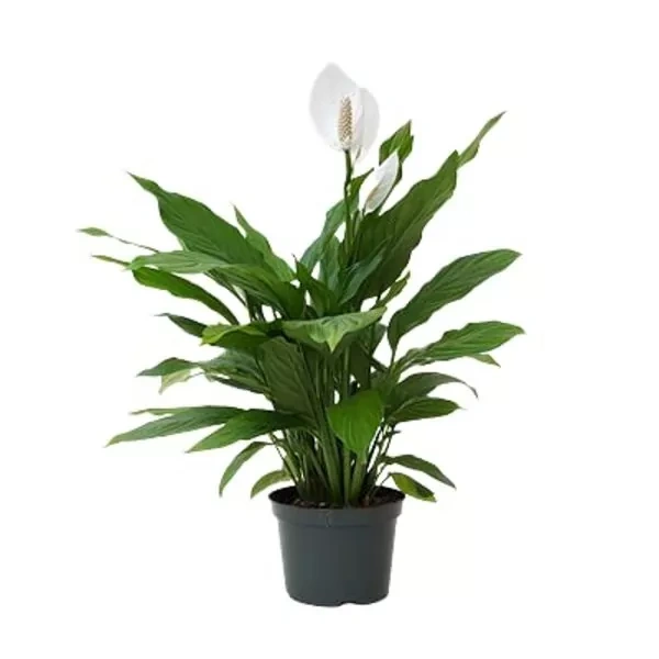 Peace Lily Sensation