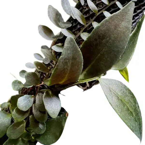 Marcgravia sp. 'Azrael'