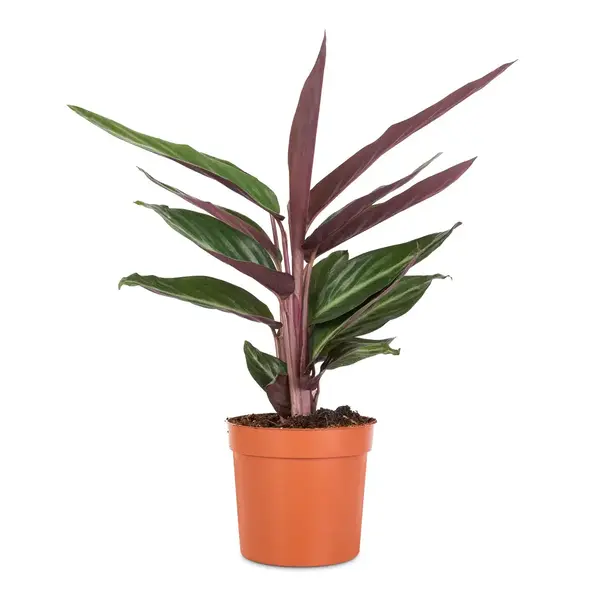 Stripestar Plant