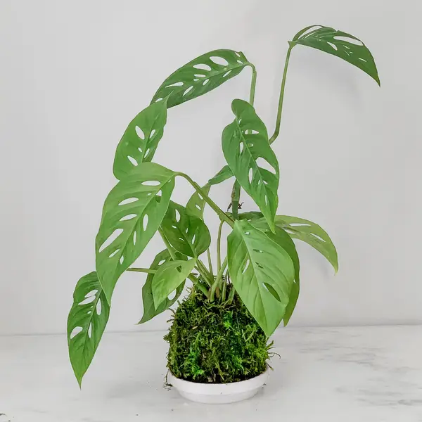 Monstera Adansonii Narrow Form
