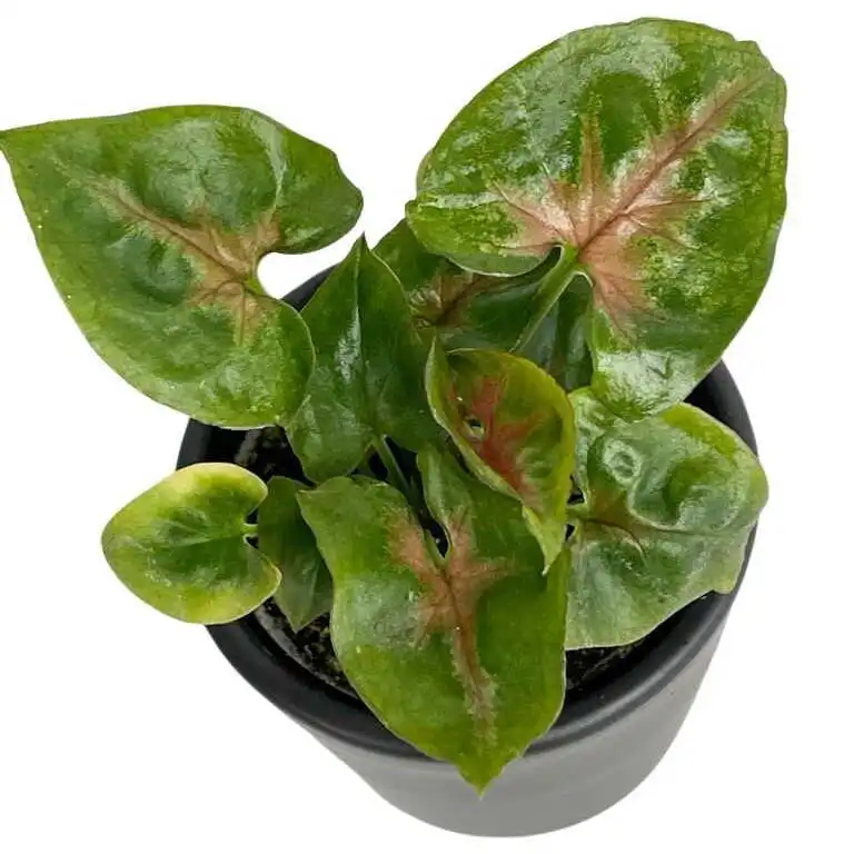 Syngonium podophyllum 'Christmas'