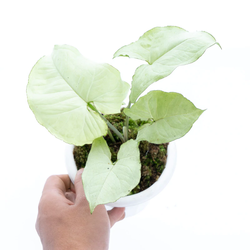 White Moon Shine Miniature Syngonium