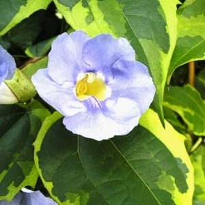 Thunbergia