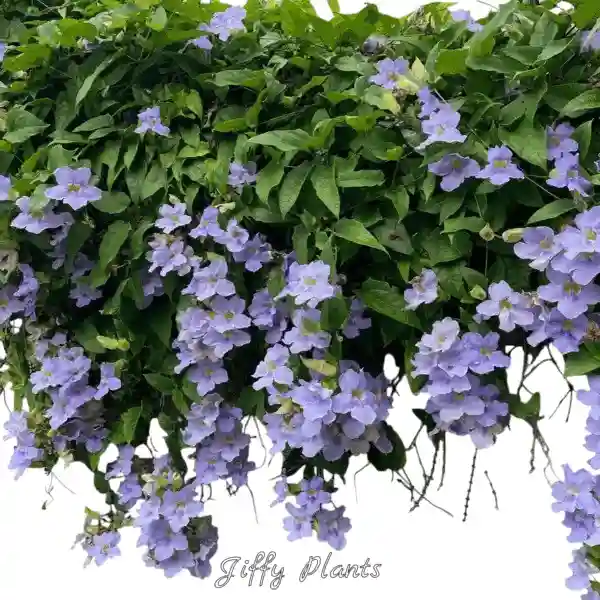 Thunbergia Grandiflora