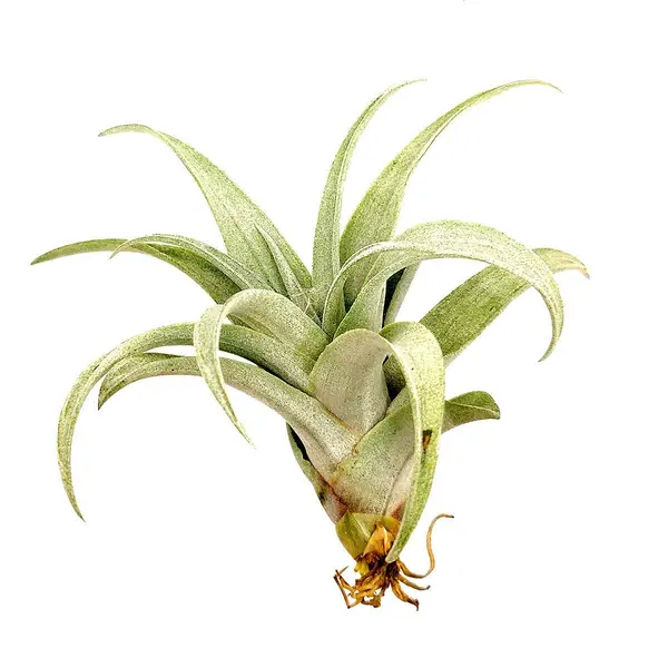Tillandsia Capitata