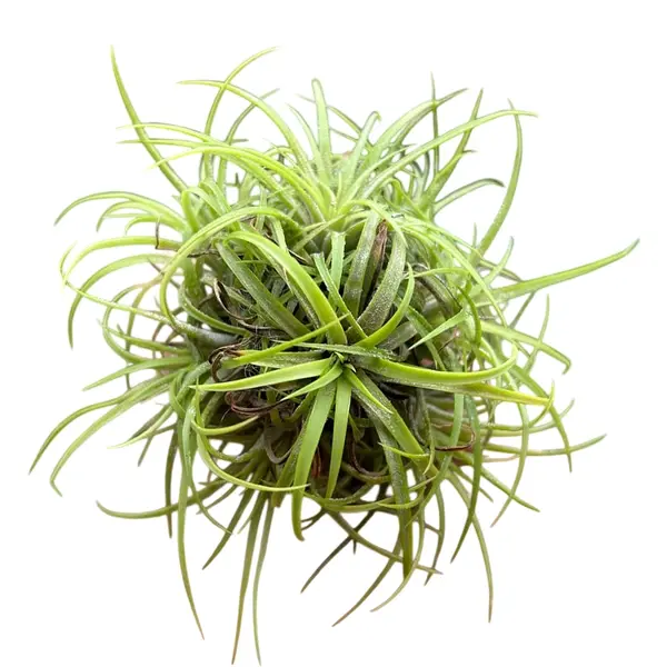 Tillandsia Green Snow