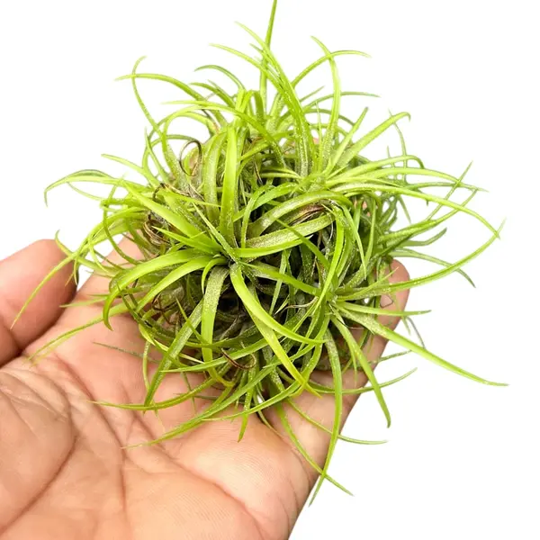 Tillandsia Green Snow