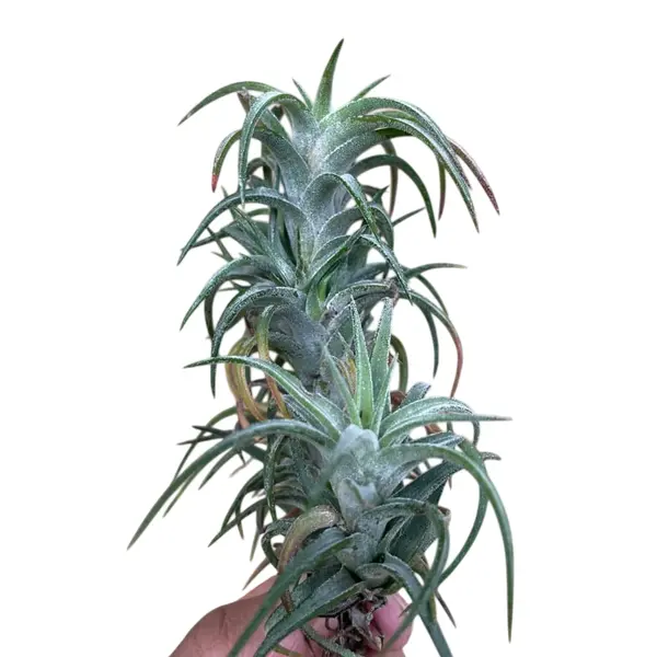 Tillandsia Vanhyngii