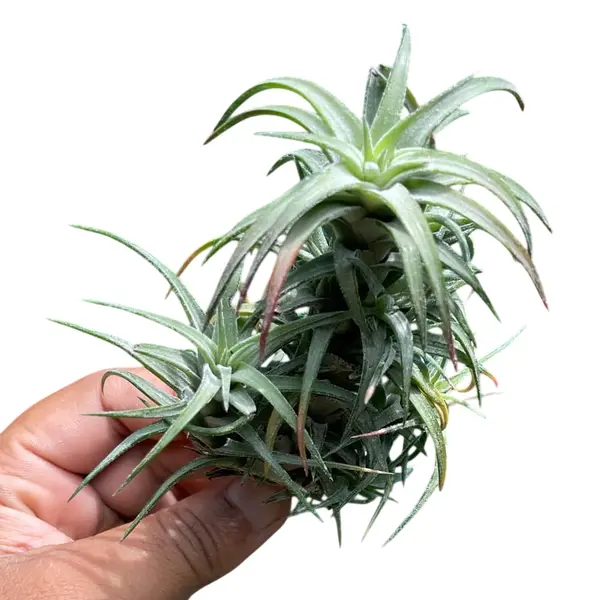 Tillandsia Vanhyngii