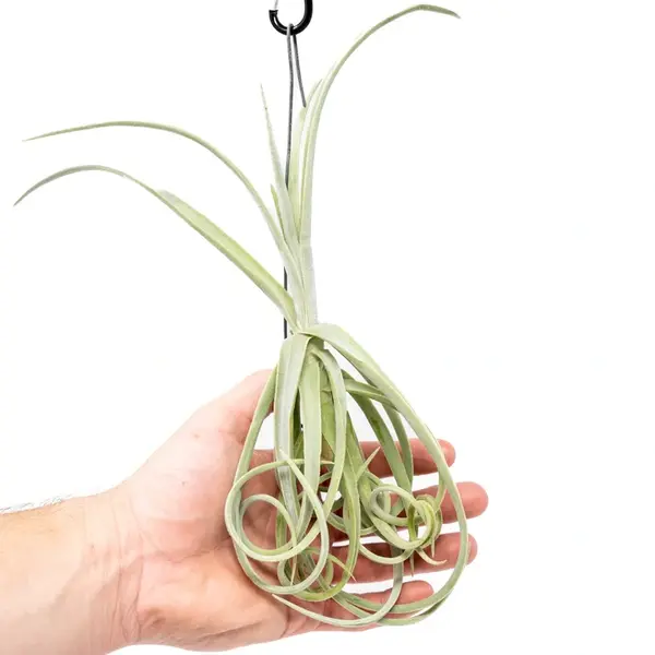 Tillandsia Duratii
