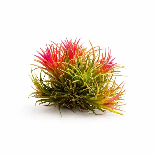 Tillandsia Fuego