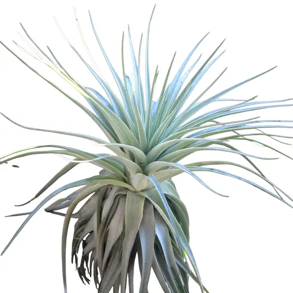 Tillandsia Gardneri