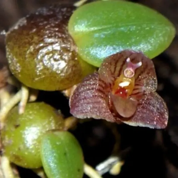 Miniature orchid Trias intermedia