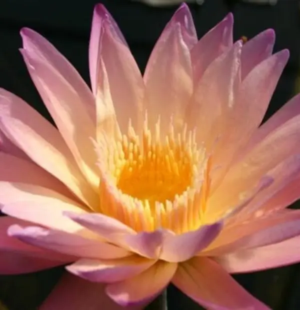 Tropic Sunset Waterlily