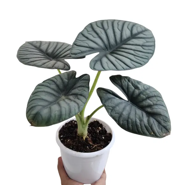 Alocasia Nebula