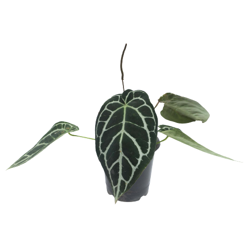 Anthurium Crystallinum Dark Form