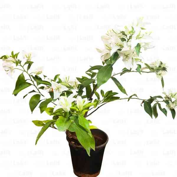 BOUGAINVILLEA WHITE PLANT