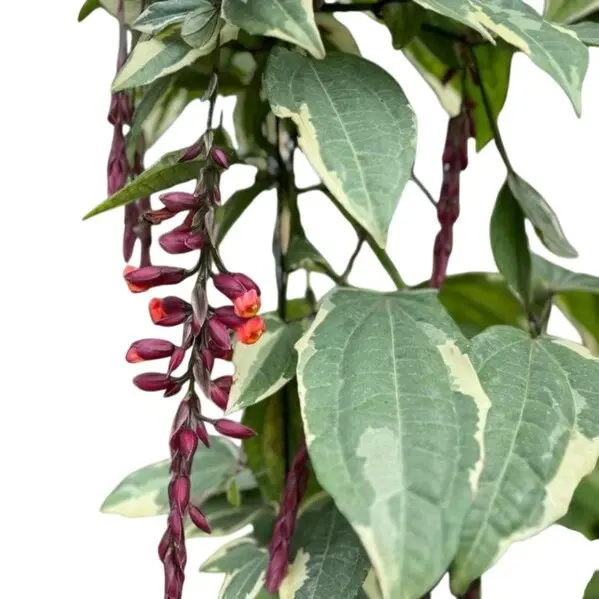 Variegated Scarlet Clock Vine