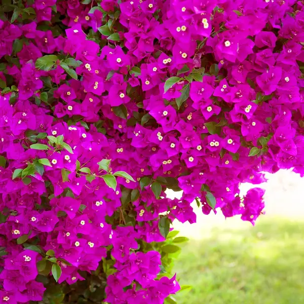 Vera Deep Purple Bougainvillea- All Season Flowering