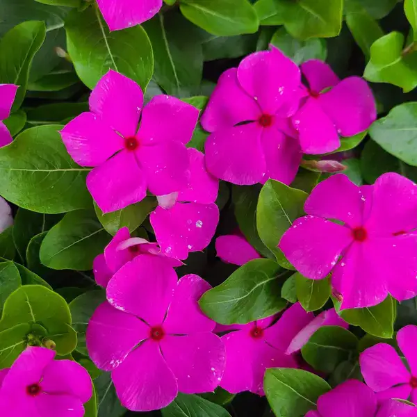 Dark Pink Vinca Plant