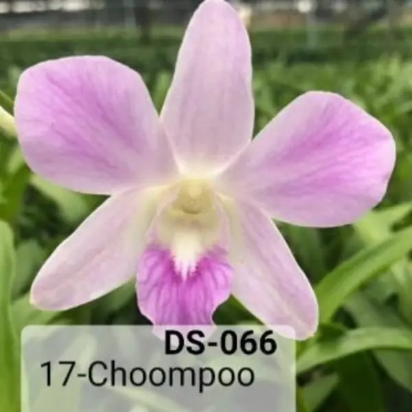 Dendrobium(ds-066)