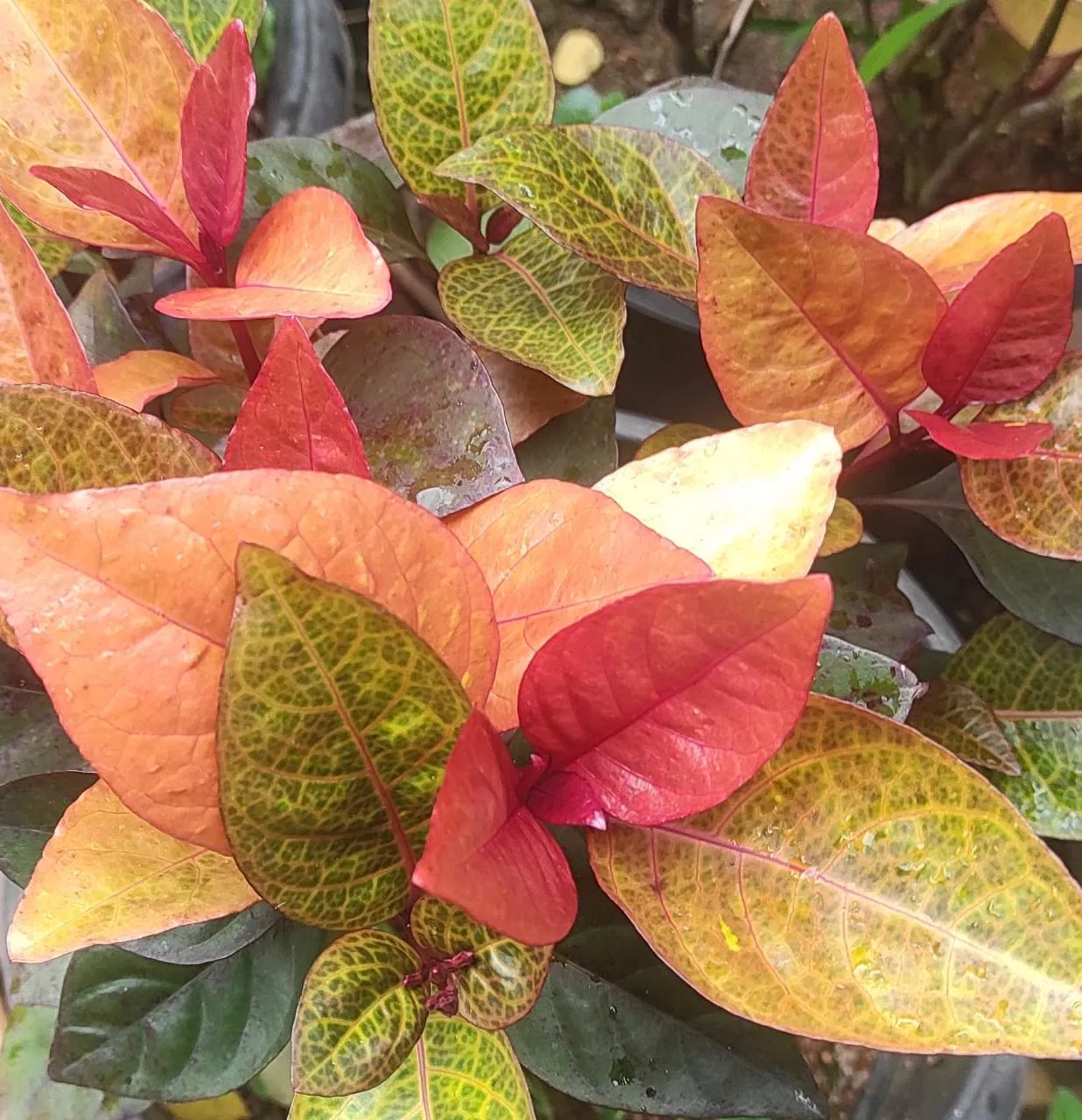 pseuderanthemum 'sunset'