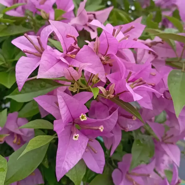 Bougainvillea Thai Purple Beauty