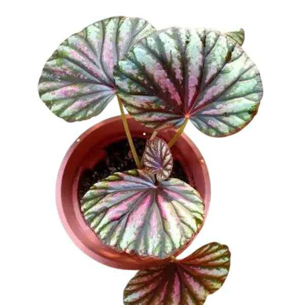 Begonia ‘ Candy Stripes ’