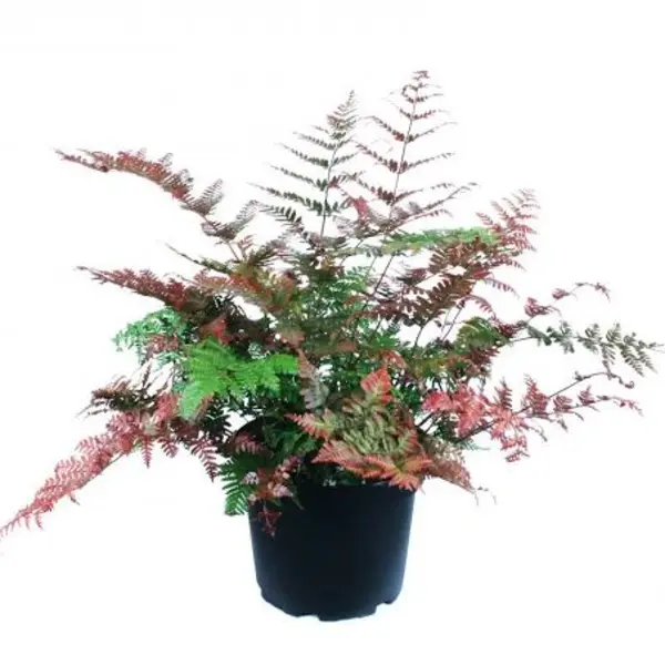 Japanese Rosy Buckler Fern