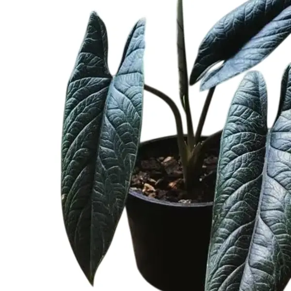 Alocasia scalprum