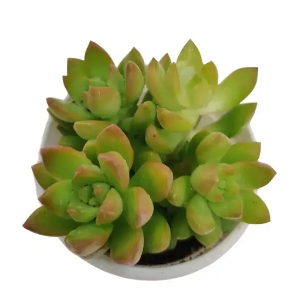 Sedum Adolphi Golden