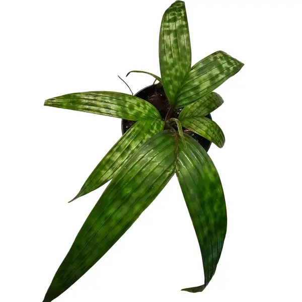 Pinanga Crassipes / licuala maculata