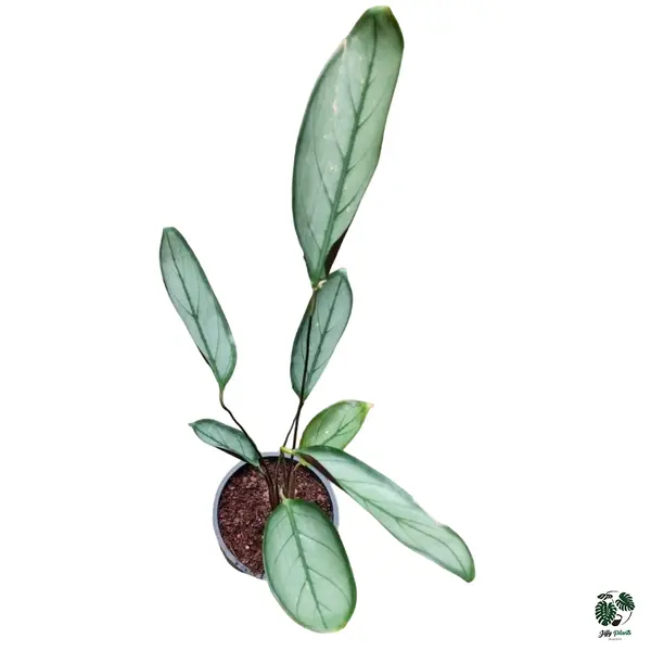 Ctenanthe ‘Silver Star’