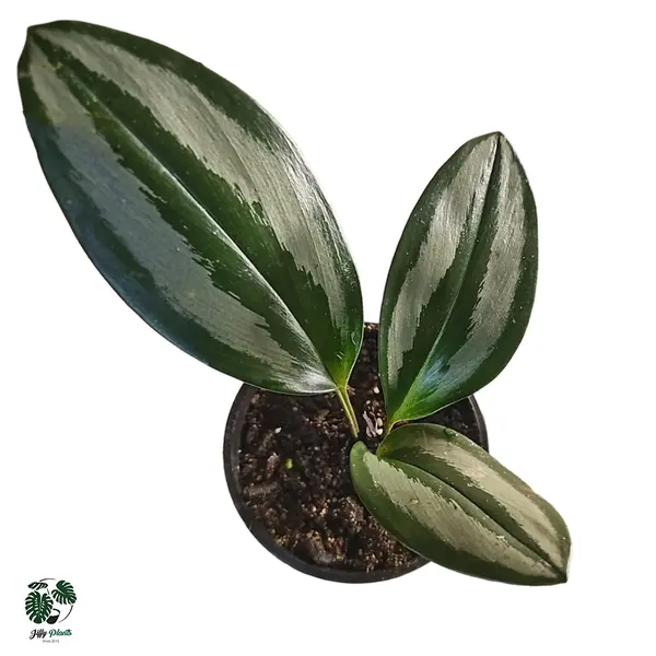 Scaphochlamys Scintillans Ooi