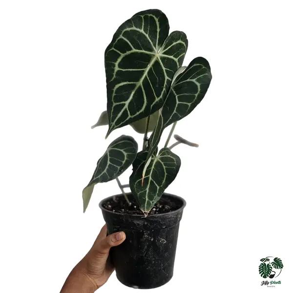 Anthurium King Clarinervium Hybrid