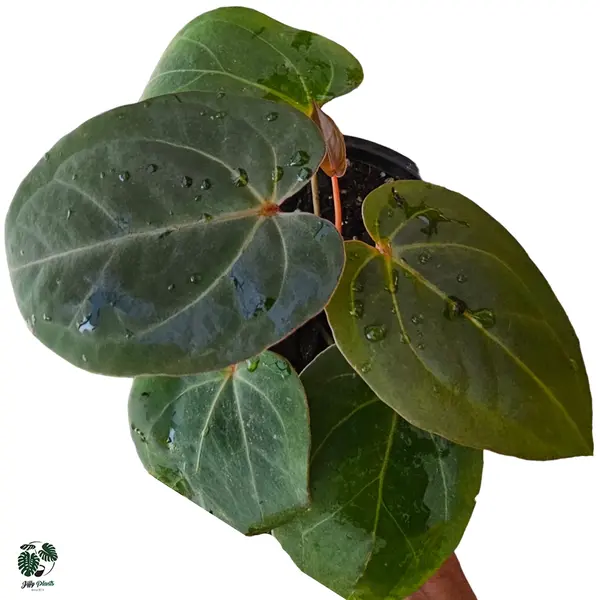 Anthurium Papillilaminum x One × Red stem