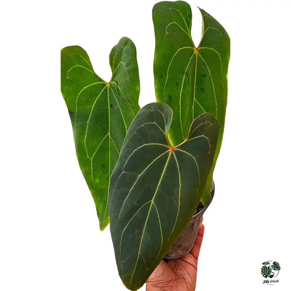 Anthurium Papillilaminum Red Stem