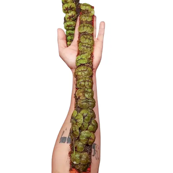 Dischidia Imbricata Butterfly