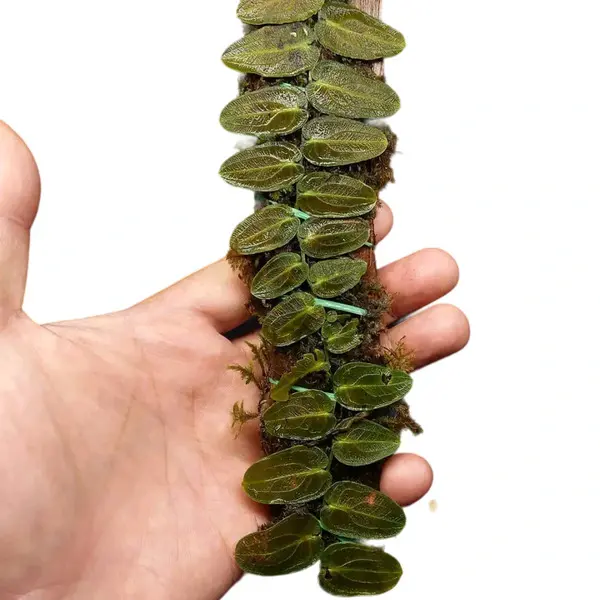 Pothos Barberianus scott