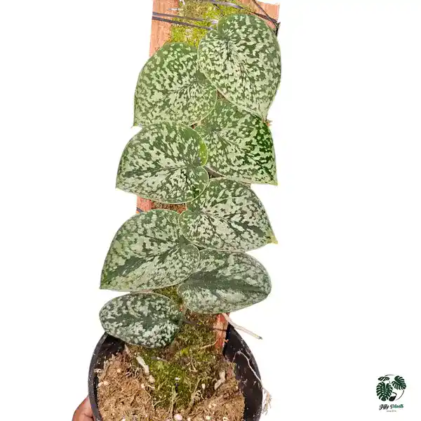 Snake Scale Silver Platinum