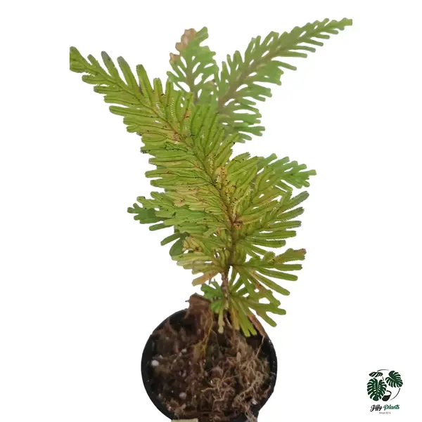 Selaginella golden green