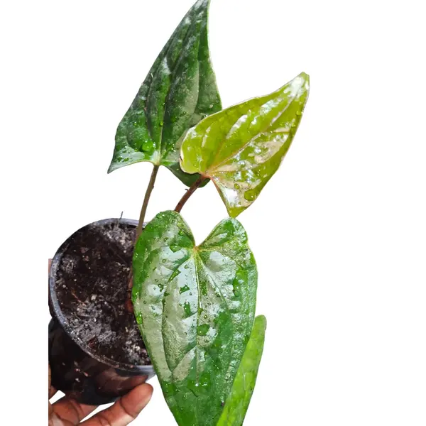 Anthurium Red Stem X Luxurian