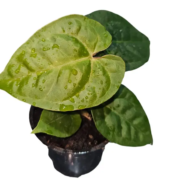 Anthurium AOS x Luxurians