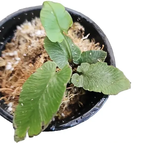 Diplazium cordifolium