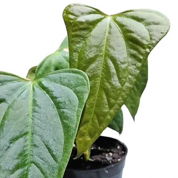 Anthurium Velvet Moira