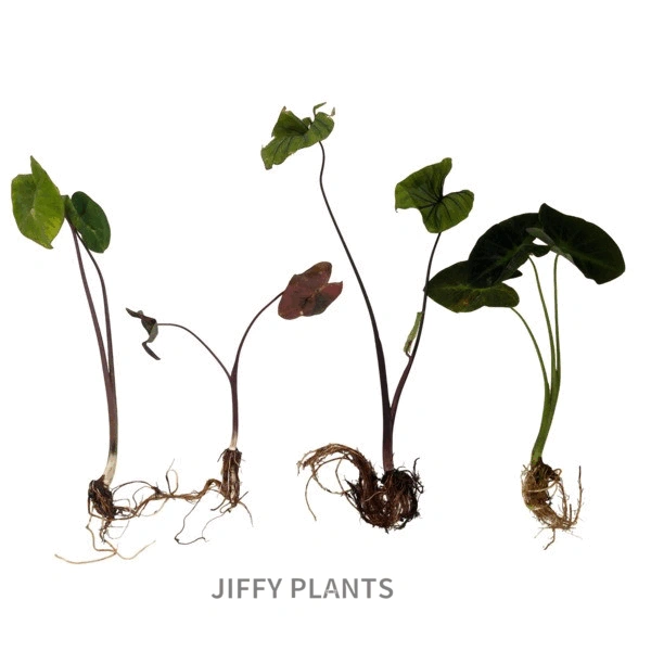 Colocasia 4 Varieties Pack