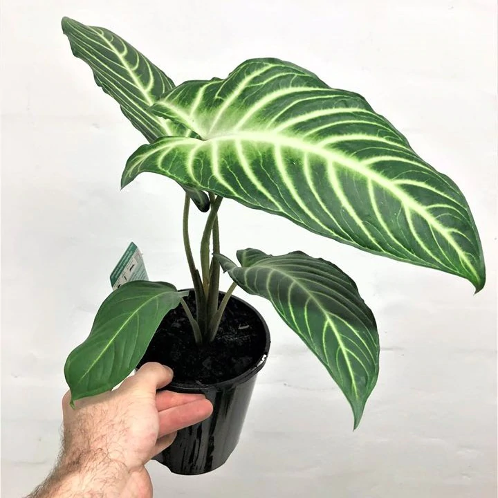 Caladium Lindenii - Image 3