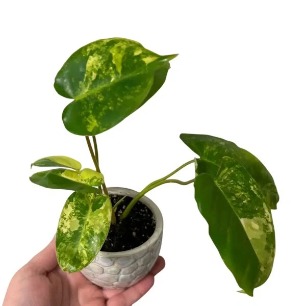 Philodendron Burle Marx Miniature Variegated